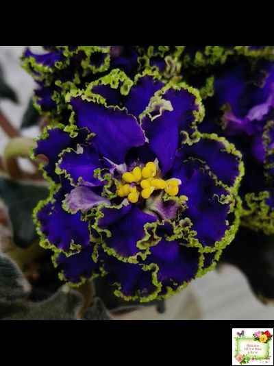 ЕК-Кудри Посейдона (Е.В. Коршунова) 2017 г. (лист посажен 01.11.25)