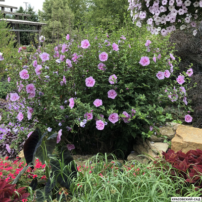 Гибискус Лавендер Шифон - Lavender Chiffon