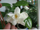 Gardenia Augusta 'Lasting Beauty'