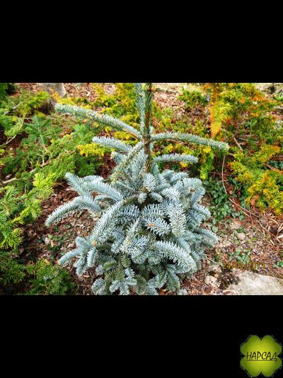 ПИХТА БЛАГОРОДНАЯ "ГЛАУКА" (Abies procera Glauca) (саженец 50 см, вырастает до 3 м)