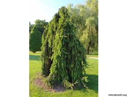 Ель Инверса - Фото в саду - красовский-сад.рф