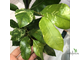 Ficus tinctoria variegated/ фикус Тинктория вариегатный
