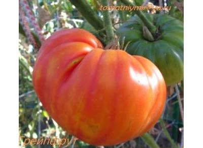 Томат Грейпфрут