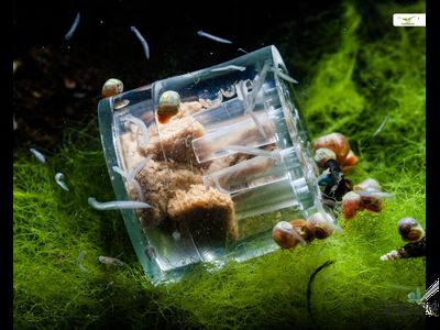 Ловушка для планарий SwetAqua Нано