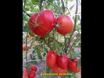 Томат Канадский великан