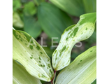 Polygonatum odoratum. Новый отбор, уникум