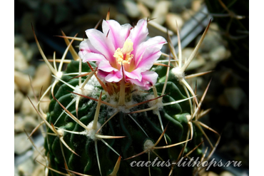 Echinofossulocactus hookeri