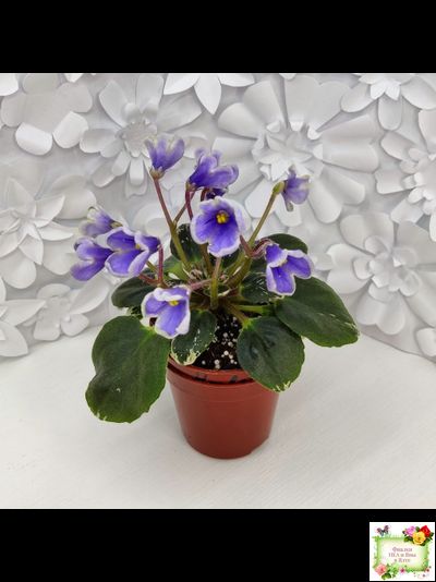 Н-Лесной Родник (Н. Бердникова) 2015 (детка-стартер)