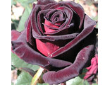 Блек баккара (Black Baccara), Ч/Г, Meilland