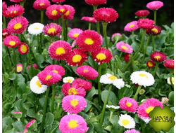 МАРГАРИТКА