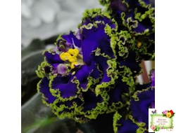 ЕК-Кудри Посейдона (Е.В. Коршунова) 2017 г. (лист посажен 01.11.25)