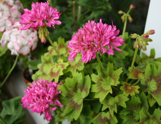 Dr.Magnusson - пеларгония  звездчатая (стеллар)  - описание сорта, фото - купить черенки почтой