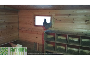 Домашние куры на семейной ферме в МО