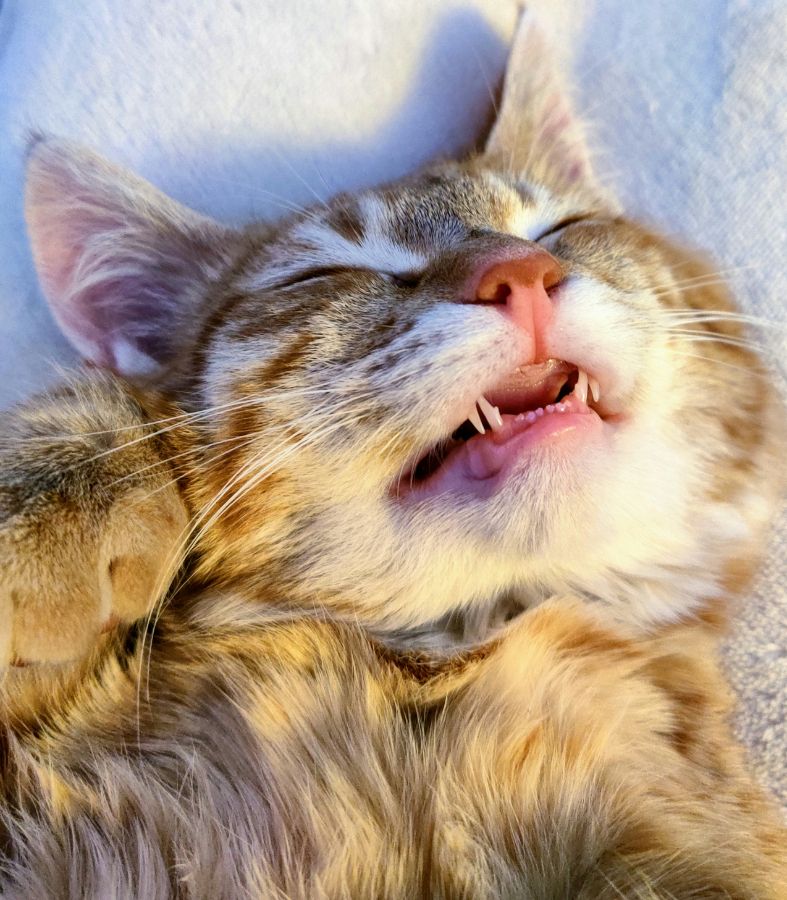 Сновидения кошек: что видят коты и кошки во время сна? Сколько длится сон кошки?