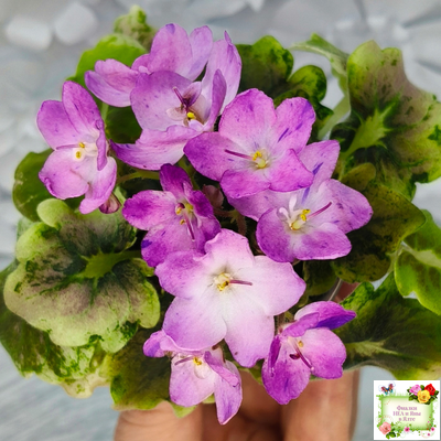 АВ-Почемучка (Фиалковод) 2020 г. (гёрл-листья с кроновой пестролистностью)