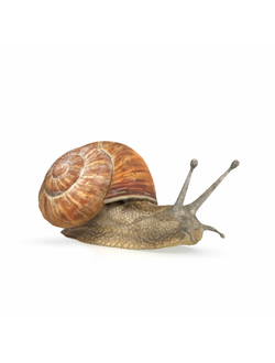 насекомые Улитка виноградная