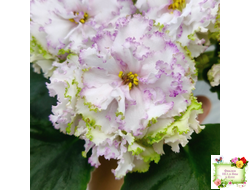 Фея (Т. Л. Дадоян)