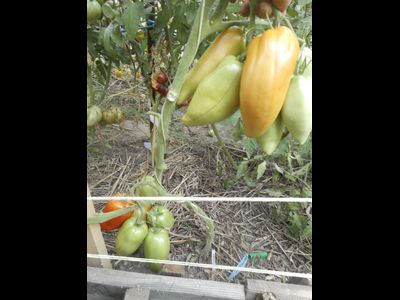 Томат Сибирский казак