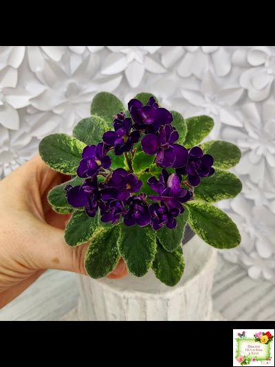 ЛЕ-Мия (Е.Лебецкая) 2018 г.