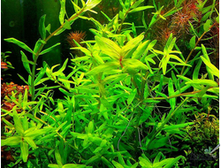 Rotala indica green