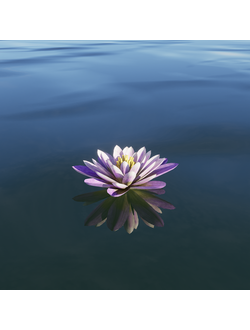 водные Кувшинки 3