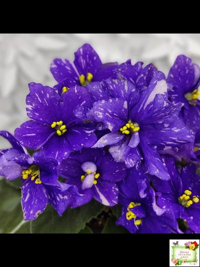 Н-Млечный Путь (Н. Бердникова)