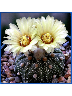 Astrophytum asterias