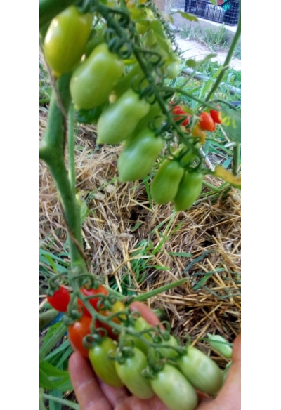 Томат Даттерини красный (Datterini red)