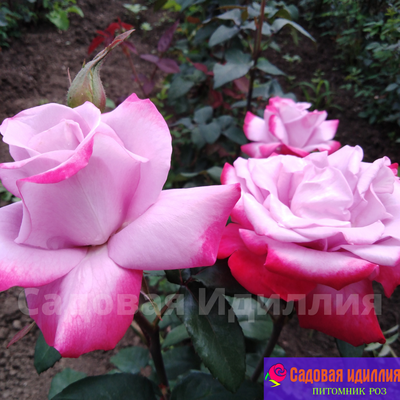 Парадайз (Paradise)