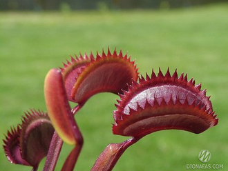 Dionaea muscipula Red piranha