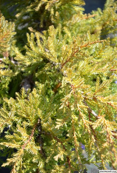 Можжевельник Голдкиссен с доставкой в Москве в питомнике красовский-сад.рф