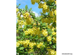 Барбарис Тунберга Indian Summer - фото листвы - красовский-сад.рф