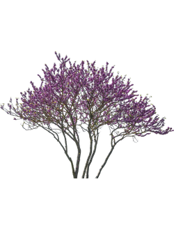 Деревья цветущие