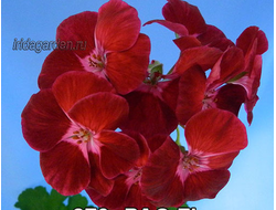 Пеларгония PAC Flower Fairy Velvet