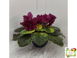 ЕК-Жара (Е. Коршунова) 2018 г.