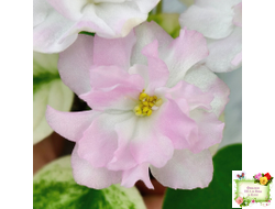 СВ-Город Грасс (О. Емельянова) 2024 г. трейлер (лист укоренённый)