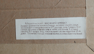 "Монгольский земляной воробей" бумага акварель Трескин А.В. 1980-е годы