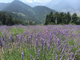 Лаванда горная (Lavandula angustifolia), Кашмир (30 мл) - 100% натуральное эфирное масло