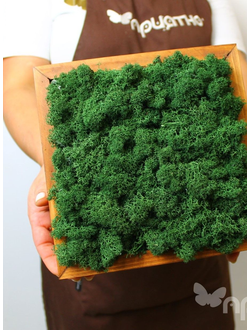 ЖИВАЯ ЭКО-КАРТИНА 1064