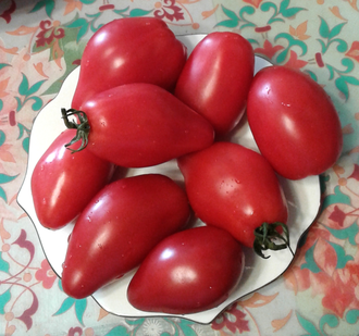 Семена томата Десперадо Гном