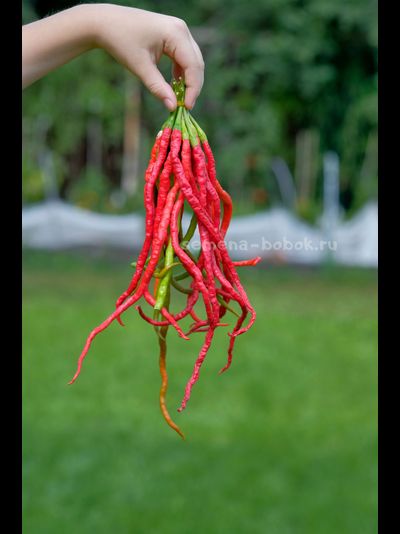 Перец острый Thunder Mountain Longhorn (Тандер Мунтан Лонгхорн), 10 шт