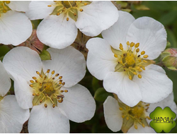 Лапчатка кустарниковая "МАУНТ ЭВЕРЕСТ" (ОБИЛЬНОЕ ЦВЕТЕНИЕ)