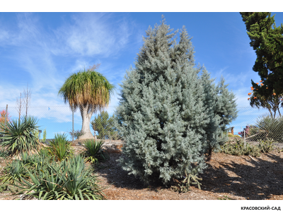 Кипарис Аризонский - Cupressus arizonica