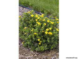 Лапчатка кустарниковая Кэтрин Дьюкс