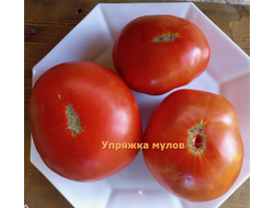 Томат Упряжка мулов (Mule Team)