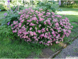 Спирея Манон - Manon