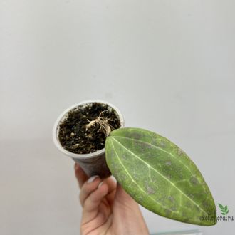 25/07/2025 Hoya Wibergiae