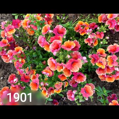 Яркие оранжево-желтые цветы немезии Tropical Sun с бордовым центром.