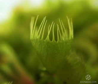 Dionaea muscipula Cross teeth#2