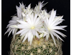 Discocactus araneispinus HU 440 - 5 семян